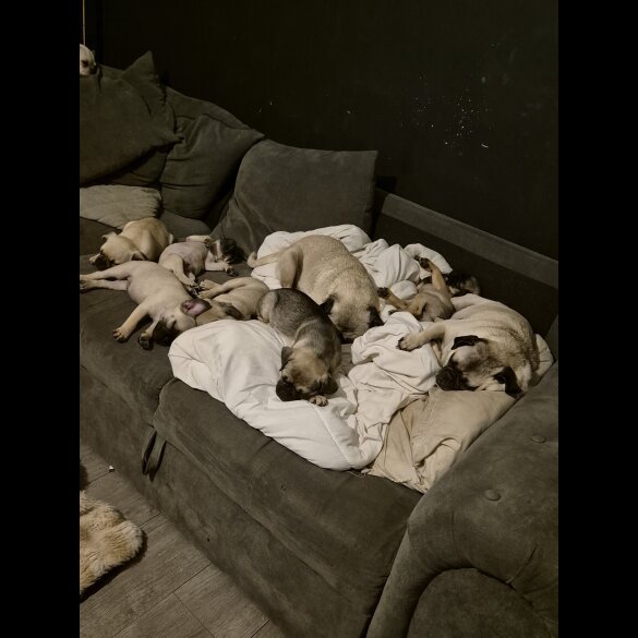 Frug - Both
