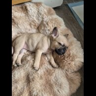 Frug - Both