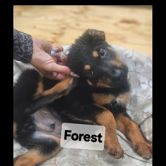 Mixed Breed - Both