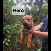 Mixed Breed - Both