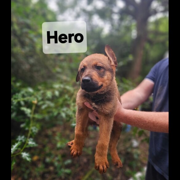Mixed Breed - Both
