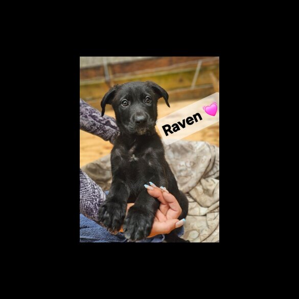Mixed Breed - Both
