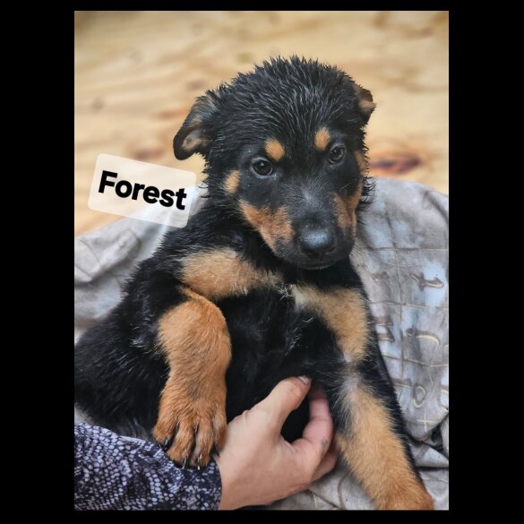 Mixed Breed - Both