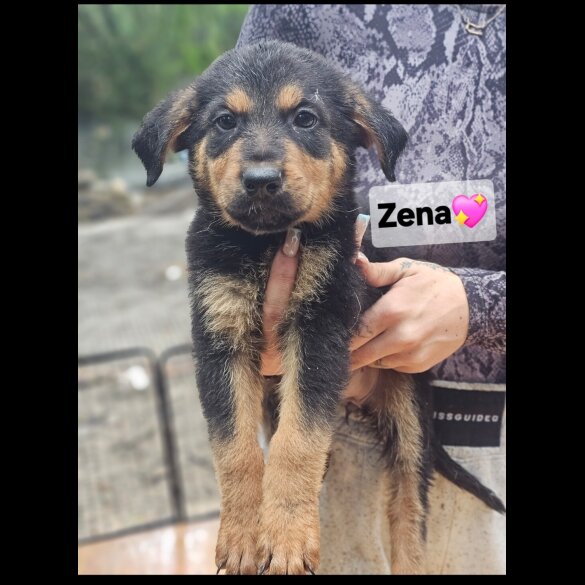 Mixed Breed - Both