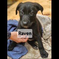 Mixed Breed - Both