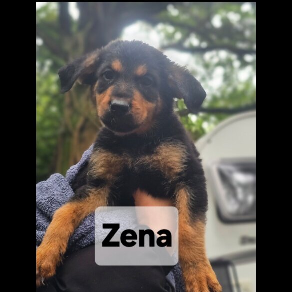 Mixed Breed - Both