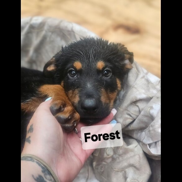 Mixed Breed - Both