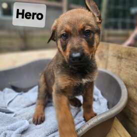 Mixed Breed - Both