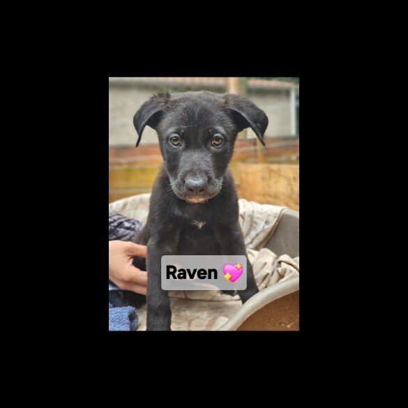 Mixed Breed - Both