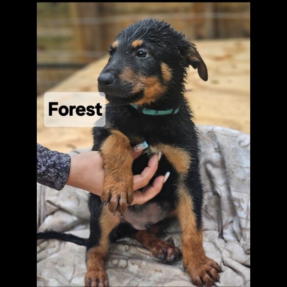 Mixed Breed - Both