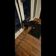 German Shepherd (Alsatian) - Dogs