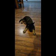 German Shepherd (Alsatian) - Dogs