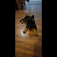 German Shepherd (Alsatian) - Dogs
