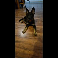 German Shepherd (Alsatian) - Dogs