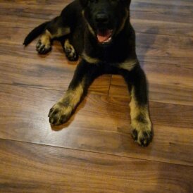 German Shepherd (Alsatian) - Dogs