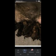 German Shepherd (Alsatian) - Dogs