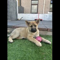 German Shepherd (Alsatian) - Both