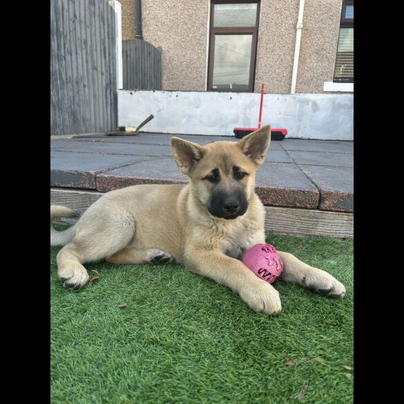 German Shepherd (Alsatian) - Both