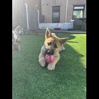 German Shepherd (Alsatian) - Both