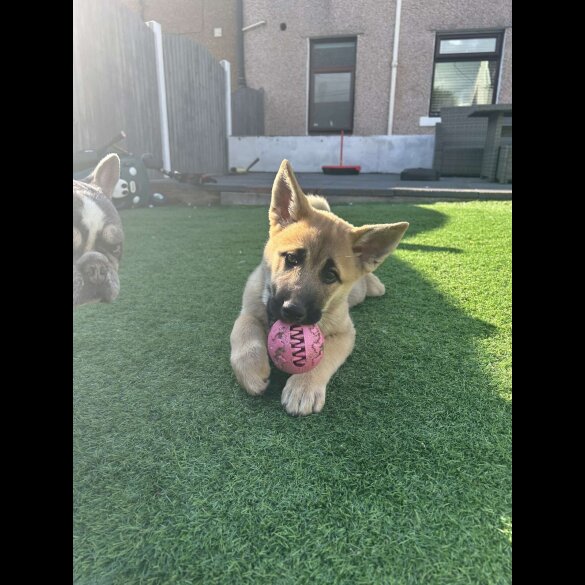 German Shepherd (Alsatian) - Both