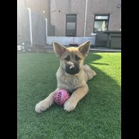 German Shepherd (Alsatian) - Both