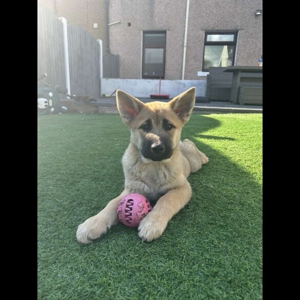 German Shepherd (Alsatian) - Both