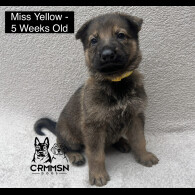 German Shepherd (Alsatian) - Both
