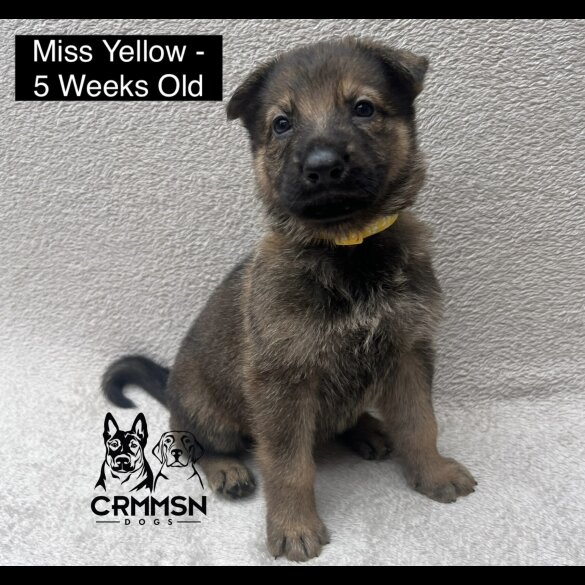 German Shepherd (Alsatian) - Both