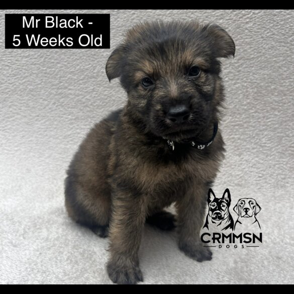 German Shepherd (Alsatian) - Both