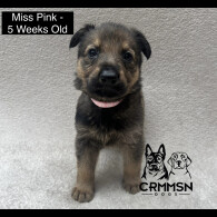German Shepherd (Alsatian) - Both