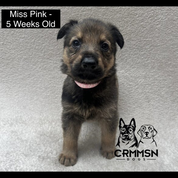 German Shepherd (Alsatian) - Both