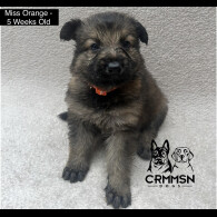 German Shepherd (Alsatian) - Both