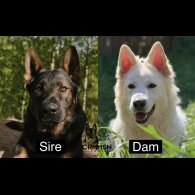 German Shepherd (Alsatian) - Both
