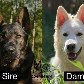 German Shepherd (Alsatian) - Both