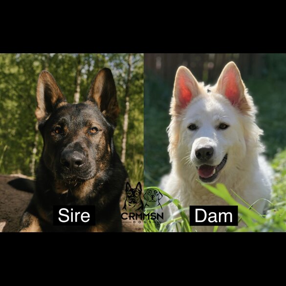 German Shepherd (Alsatian) - Both