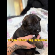 German Shepherd (Alsatian) - Both