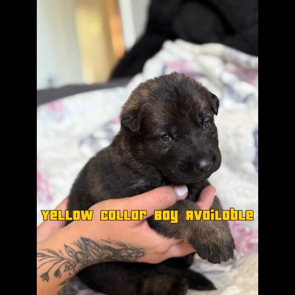 German Shepherd (Alsatian) - Both