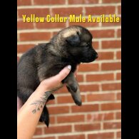 German Shepherd (Alsatian) - Both