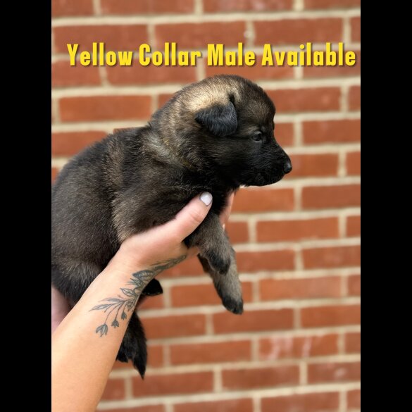 German Shepherd (Alsatian) - Both