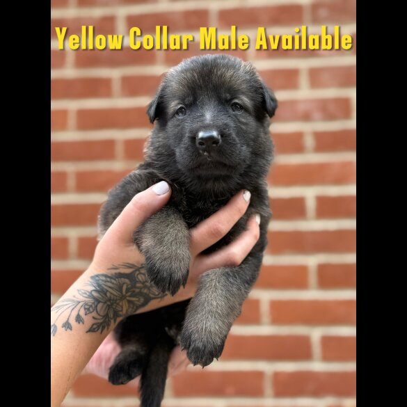German Shepherd (Alsatian) - Both