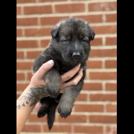 German Shepherd (Alsatian) - Both