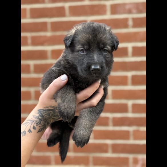 German Shepherd (Alsatian) - Both