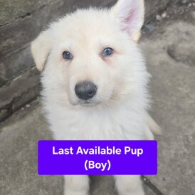 German Shepherd (Alsatian) - Both