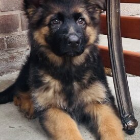 German Shepherd (Alsatian) - Both