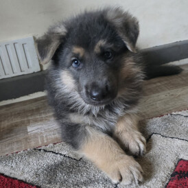 German Shepherd (Alsatian) - Both