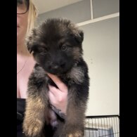 German Shepherd (Alsatian) - Both