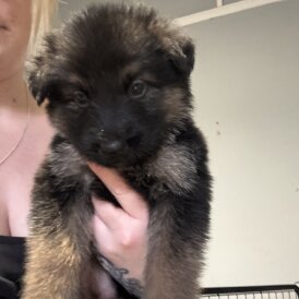 German Shepherd (Alsatian) - Both