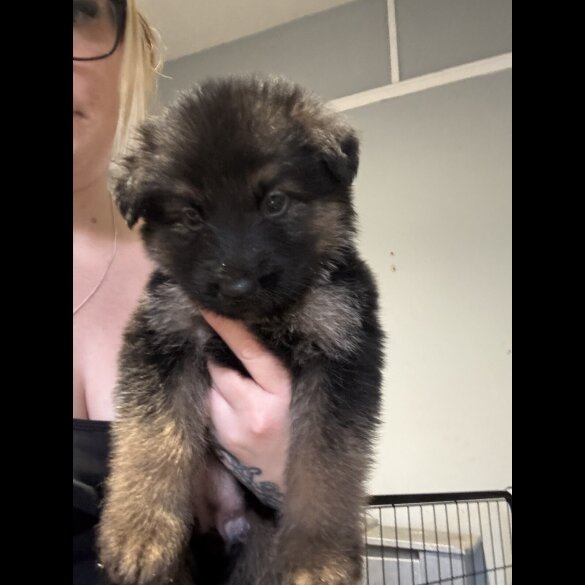 German Shepherd (Alsatian) - Both