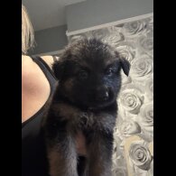 German Shepherd (Alsatian) - Both