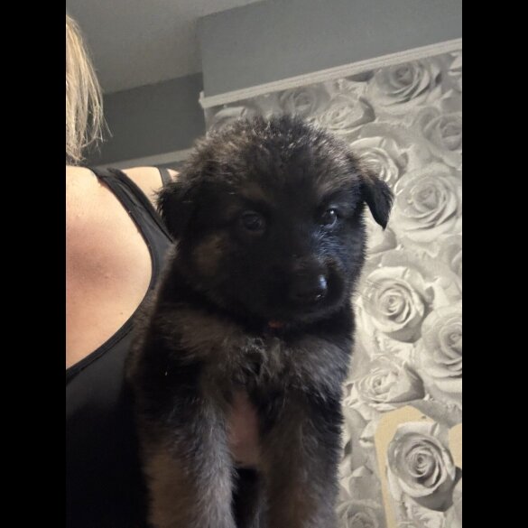 German Shepherd (Alsatian) - Both